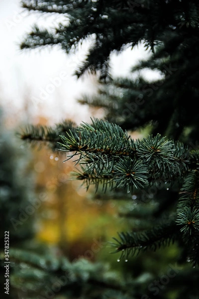 Fototapeta white spruce