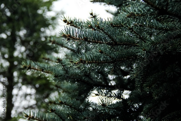 Fototapeta green spruce