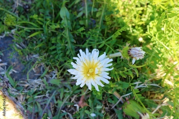 Fototapeta 白いたんぽぽ　花　春　風景