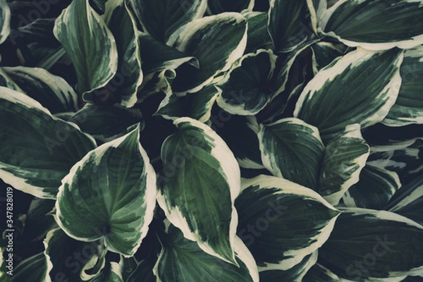 Obraz View From Above On Hosta Leaves