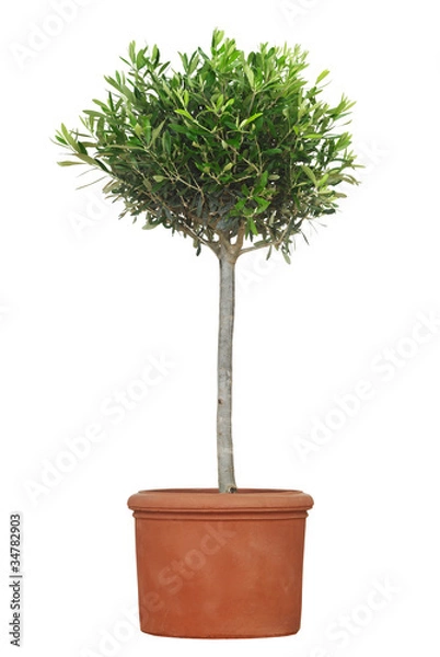 Fototapeta Olivenbäumchen