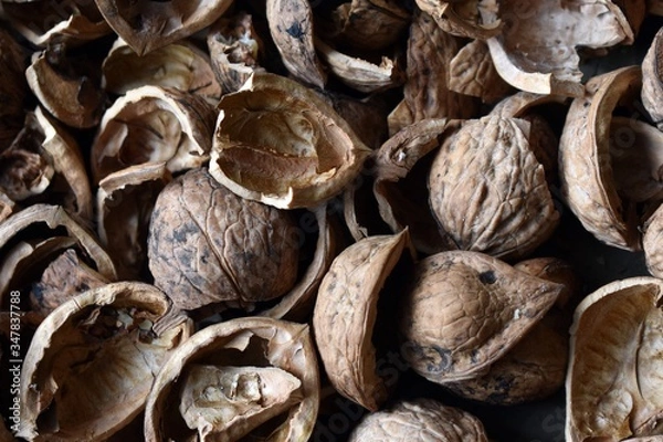 Obraz skorupki orzecha