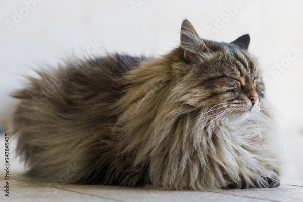 Fototapeta Siberian breed of cat relaxes in a garden. Hypoallergenic domestic animal of livestock with long hair, brown tabby color