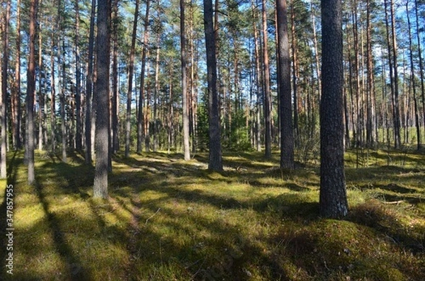 Obraz Pine forest on a sunny spring day
