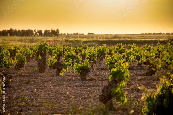 Fototapeta vineyard in sunset