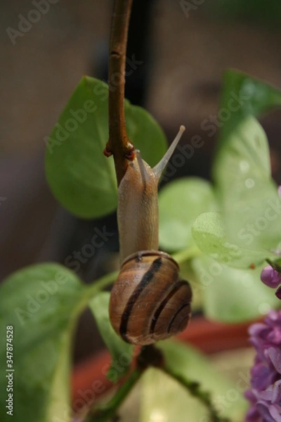 Fototapeta snail on a leaf