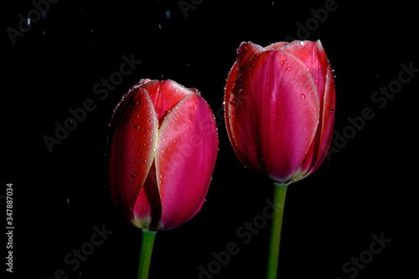 Obraz Red and pink tulips isolated on a black background with raindrops 