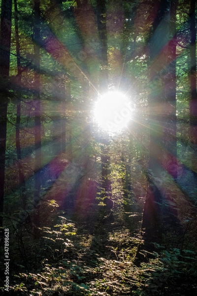 Fototapeta Sonnenstrahlen im Wald