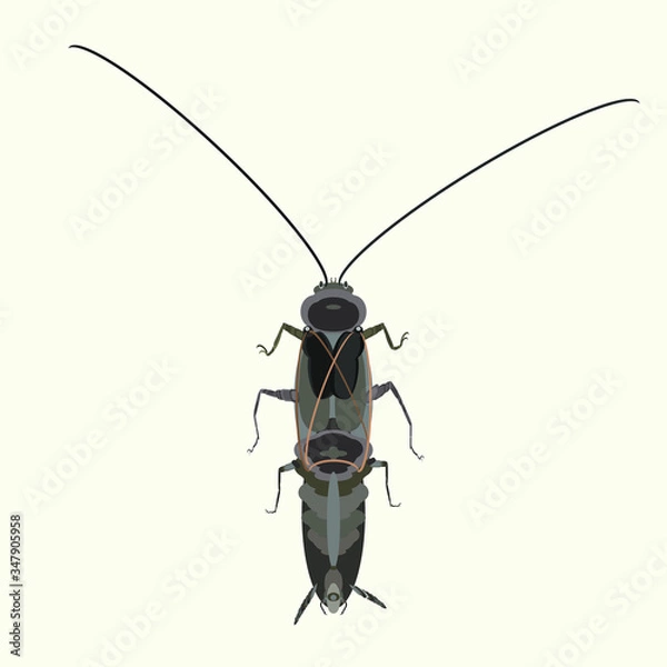 Obraz Brown cockroach dangerous and unpleasant insect vector illustration.