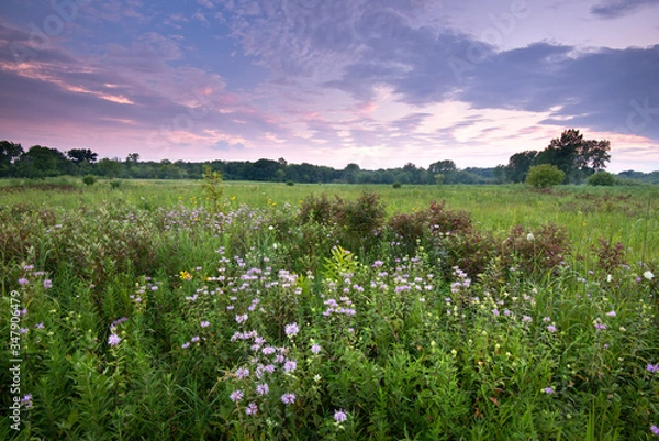 Fototapeta A sky full of rows of clouds tinged with sunset color drifts slowly over a Midwest prairie at the end of a summer day.