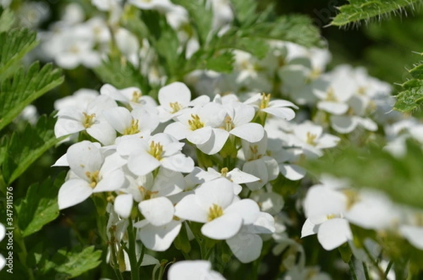 Fototapeta white spring flowers