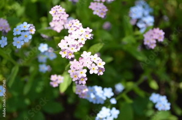 Obraz forget me not flowers