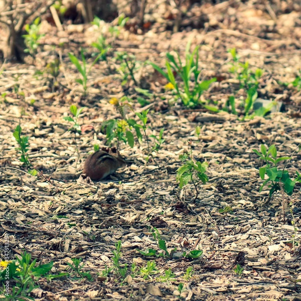 Obraz Chipmunk Among Budding Plantlife