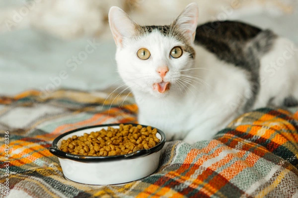 Fototapeta The cat sits on a plaid and eat from a bowl, a funny cat with a tongue