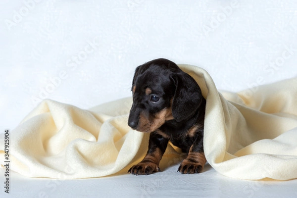 Fototapeta A small Dachshund puppy under a light yellow blanket. Concept of staying at home