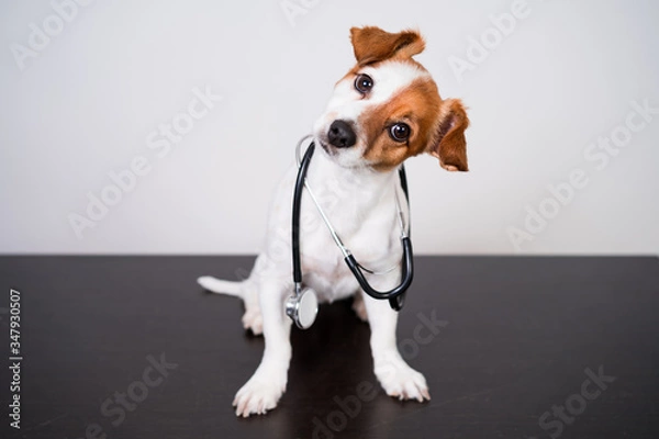 Obraz uroczy pies Jack Russell w klinice weterynaryjnej. Trzyma stetoskop. Koncepcja weterynaryjna