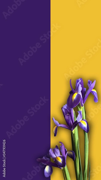 Obraz Iris Mockup vertical align. Post blog social media. Top view with blank space. Stylish trendy photography on yellow purple background