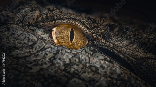 Obraz Nile Crocodile Eye