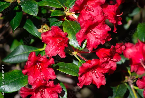 Fototapeta flowers red 2