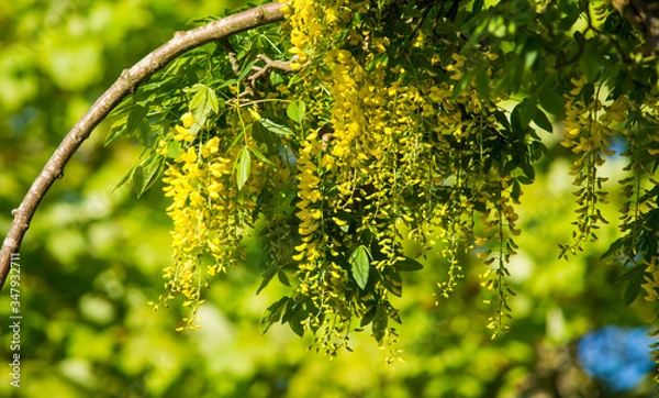 Fototapeta laburnum bowing 2