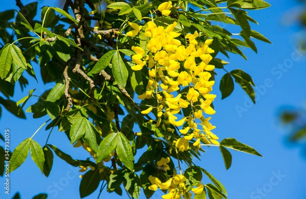 Fototapeta laburnum bowing 2