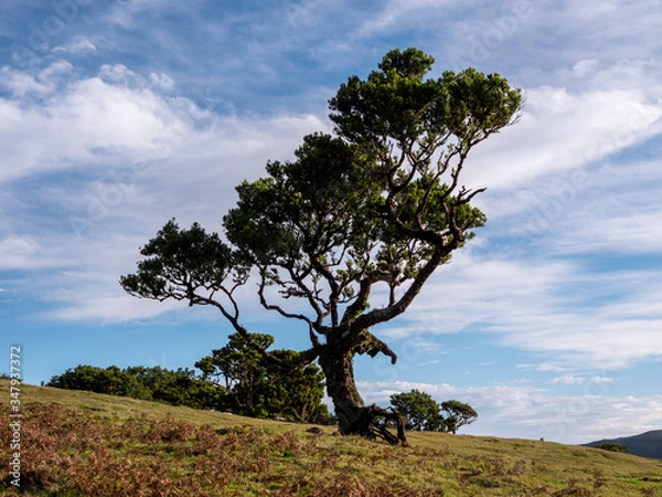Fototapeta stink laurel tree on madeira island