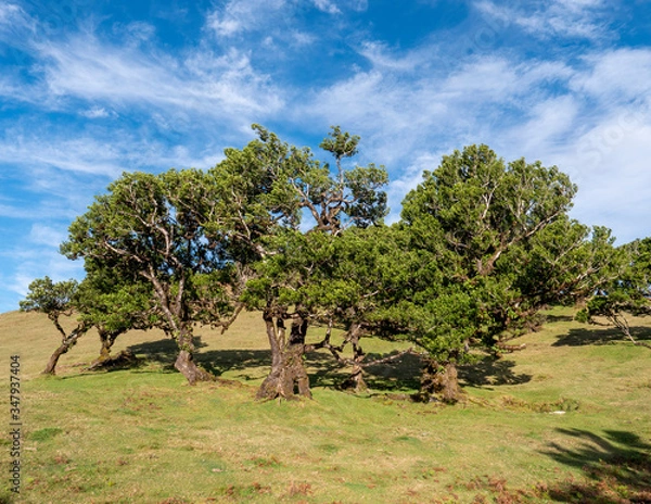 Fototapeta stink laurel tree on madeira island
