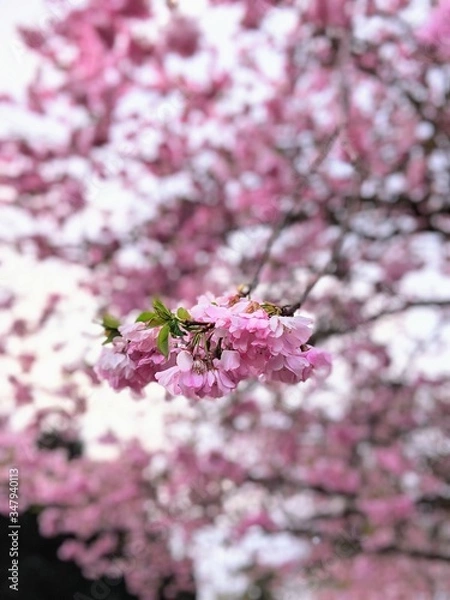 Obraz Flower in pink