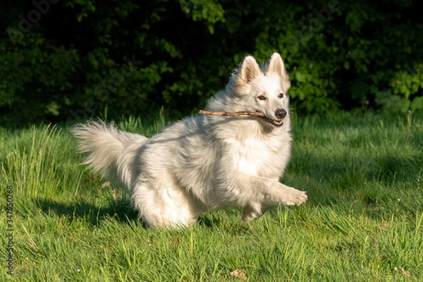 Fototapeta Dog playing around with her stick on the grass