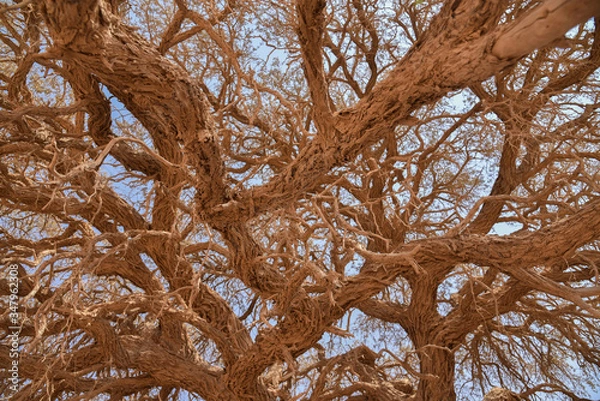 Obraz Astgewirr - Deadvlei, Namibia