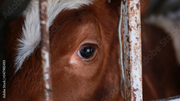 Obraz sad cow eye 