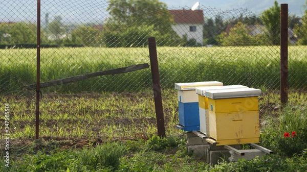 Obraz bees in beehive