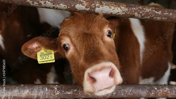 Obraz calf in a barn