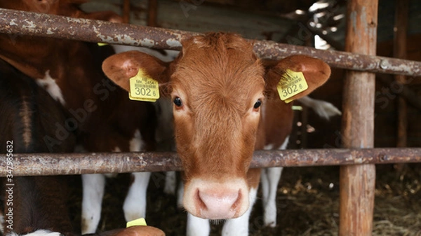 Obraz cows in stable