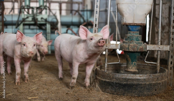 Obraz pigs in a stable