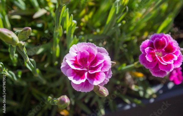 Obraz Frühling, Neuanfang,  