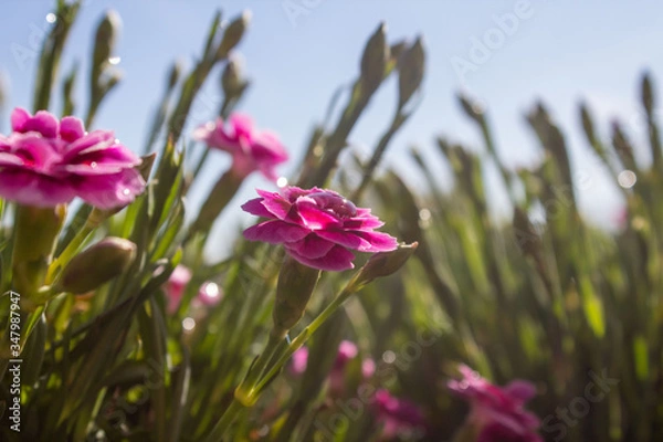 Obraz Frühling, Entstehung