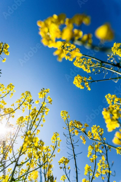 Obraz Rapsfelder im Sommer