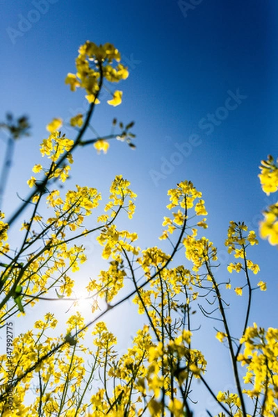 Obraz Rapsfelder im Sommer
