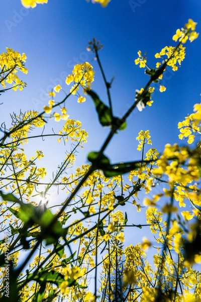 Obraz Rapsfelder im Sommer