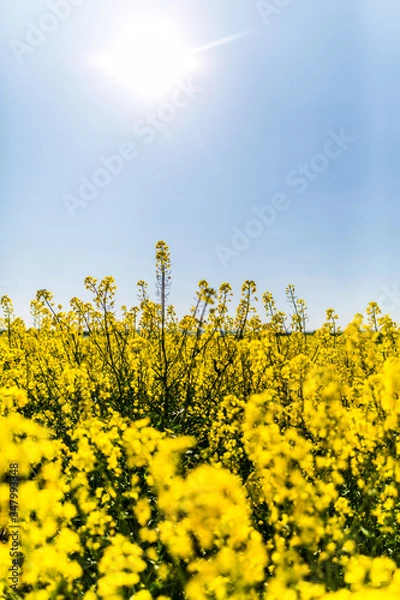 Obraz Rapsfelder im Sommer