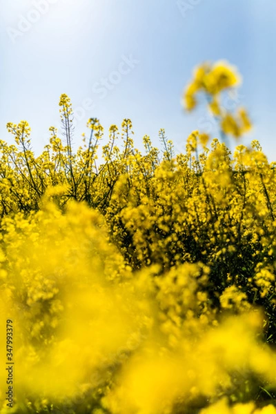 Obraz Rapsfelder im Sommer