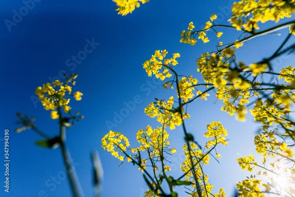 Obraz Rapsblumen