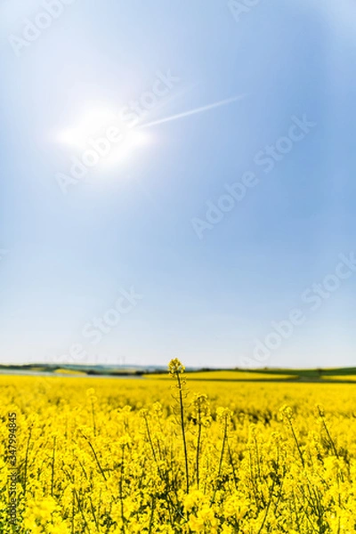 Obraz Rapsfelder im Sommer