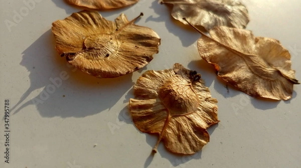 Obraz Indian elm on the bench