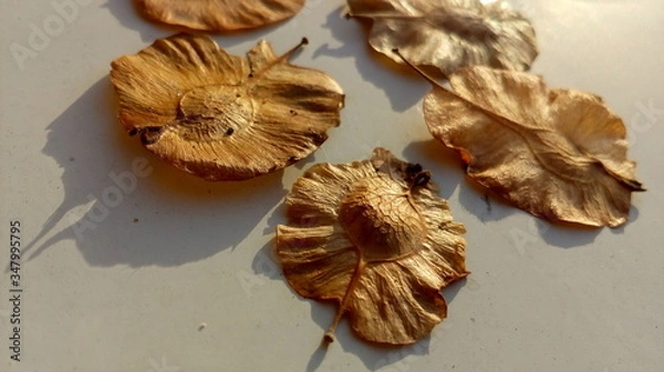 Obraz driy Indian elm on a wooden table