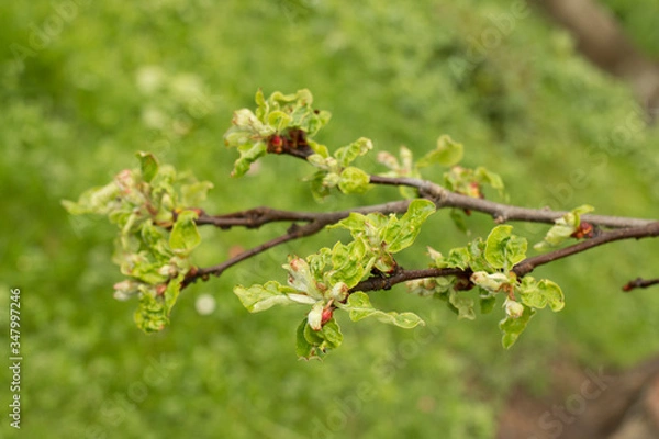 Fototapeta Leaves and buds of an apple tree. The beginning of flowering plants
