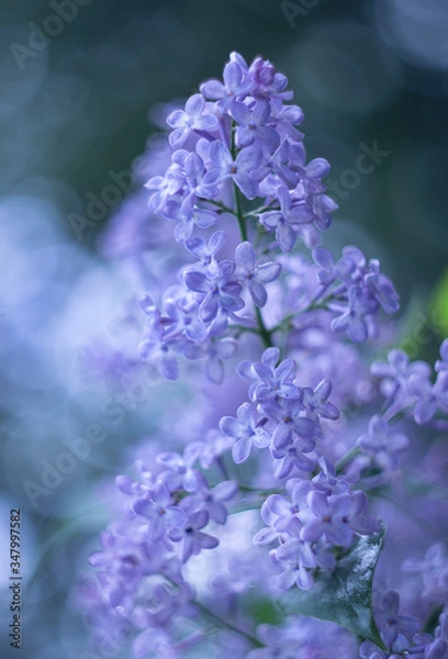 Obraz tender spring lilac blooms