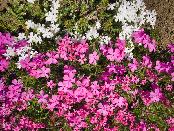 Fototapeta The natural color of the flowers is bright and beautiful. Moreover, the spring sunshine is wonderful.