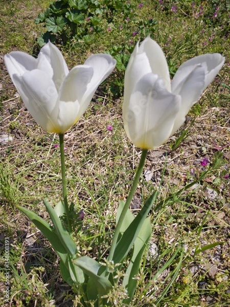 Fototapeta Gentle white tulips. The reason why the flowers are slightly open is due to the heavy rain the day before.